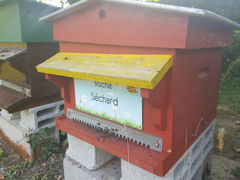La ruche Séchard