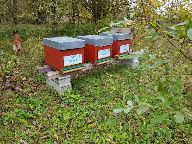 La ruche Séchard
