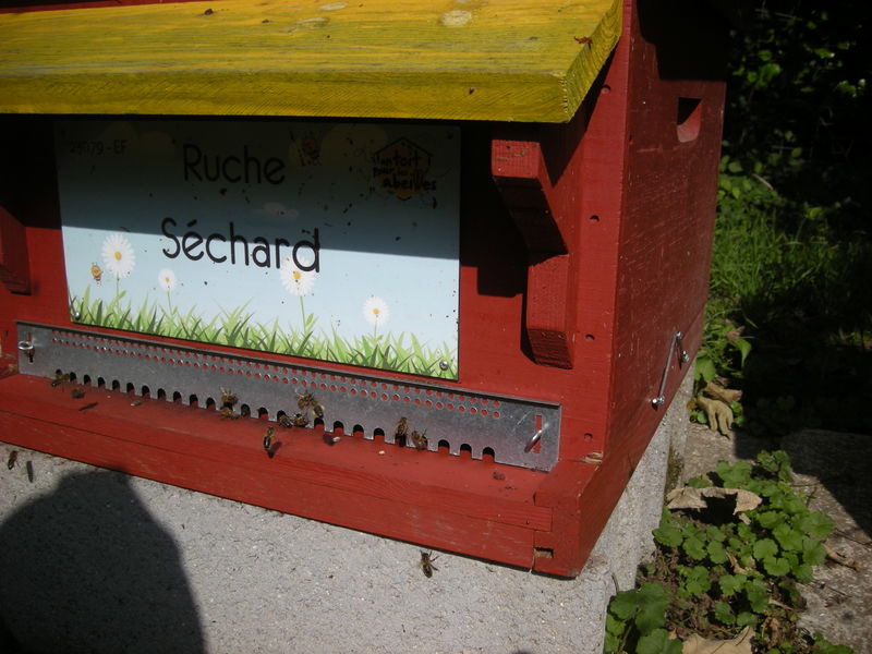 La ruche Séchard