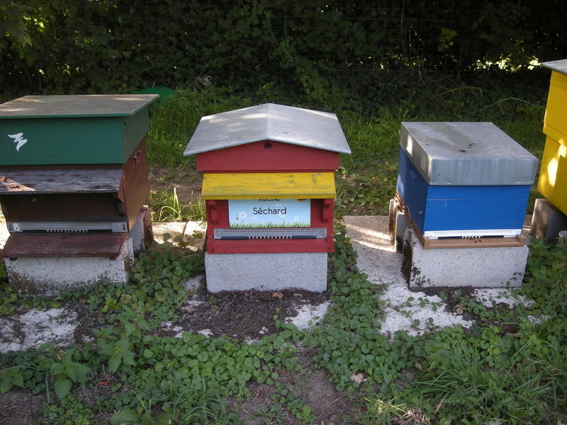 La ruche Séchard