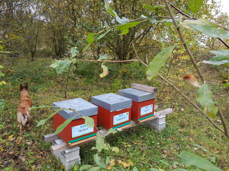 La ruche Séchard