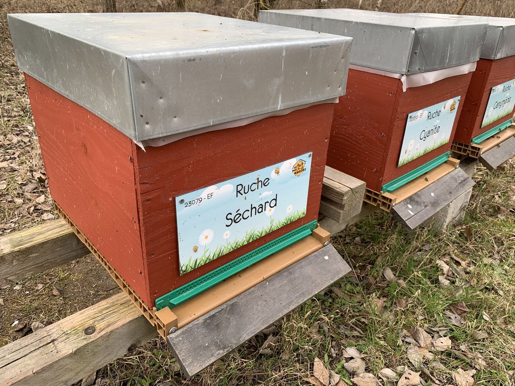 La ruche Séchard