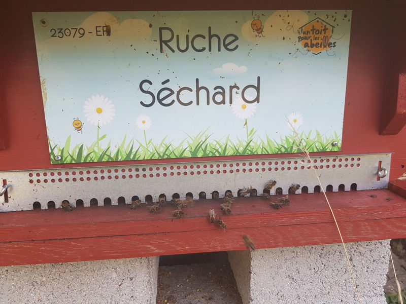 La ruche Séchard