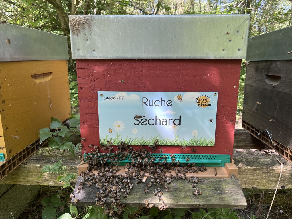 La ruche Séchard