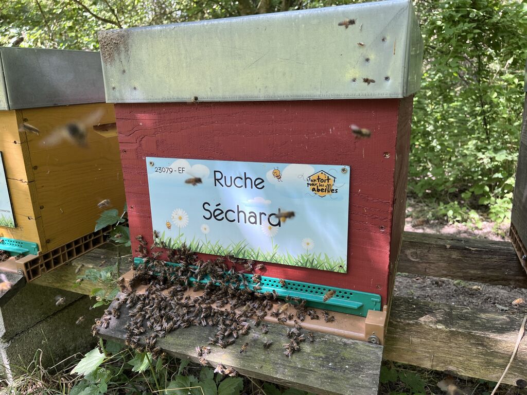 La ruche Séchard