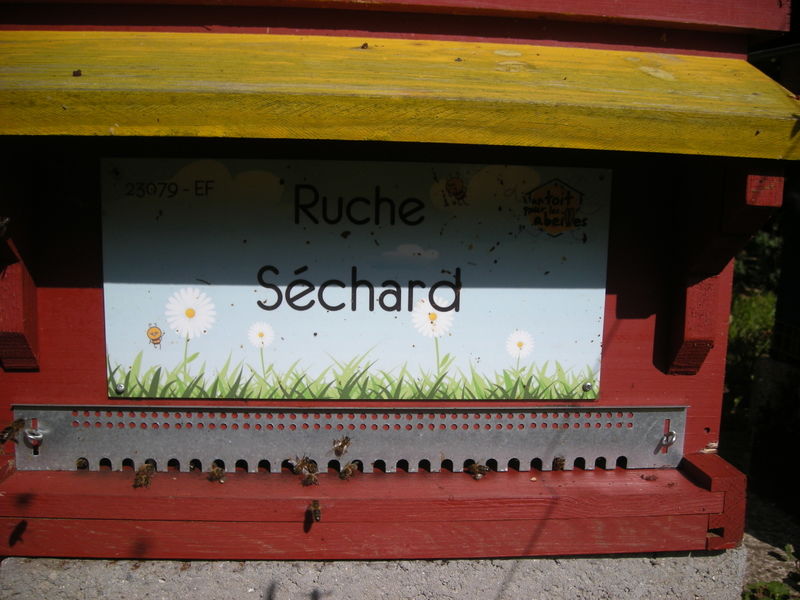 La ruche Séchard