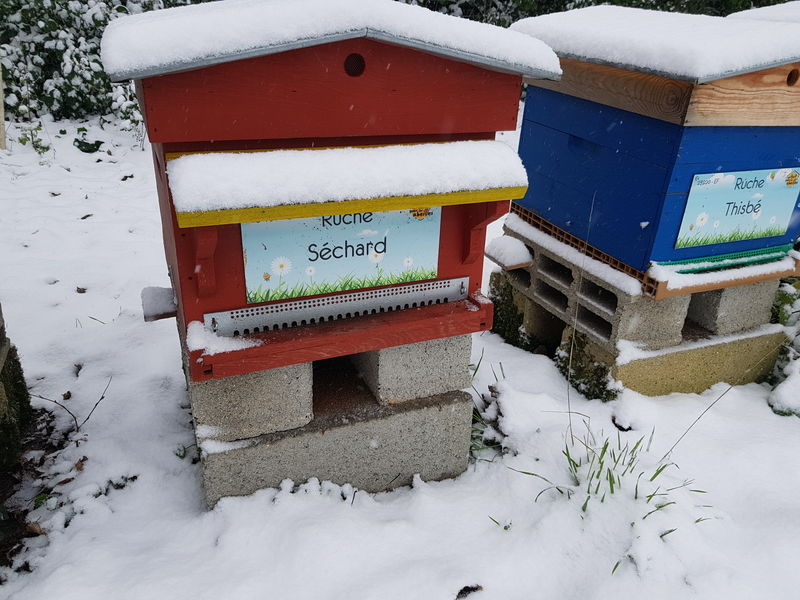 La ruche Séchard