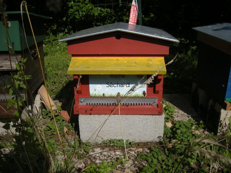 La ruche Séchard
