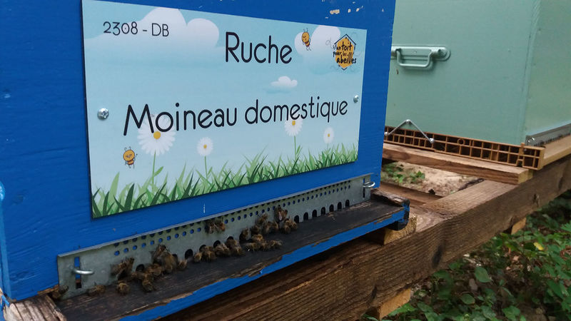 La ruche