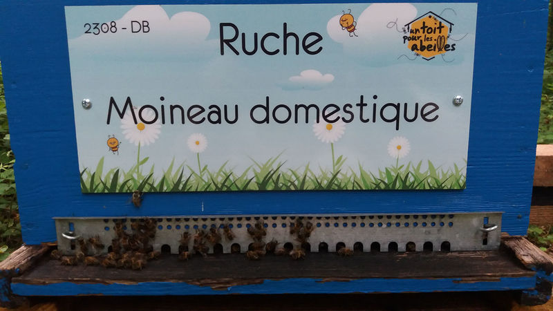 La ruche Moineau domestique