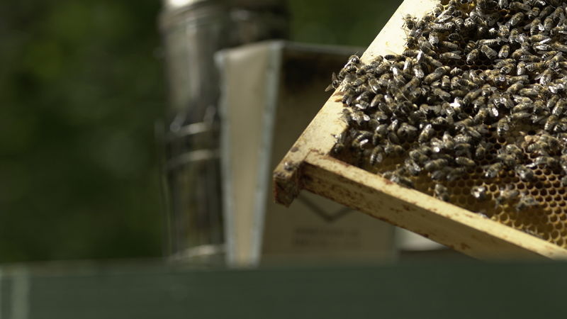 La ruche Moineau domestique