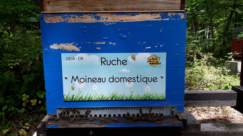 La ruche Moineau domestique