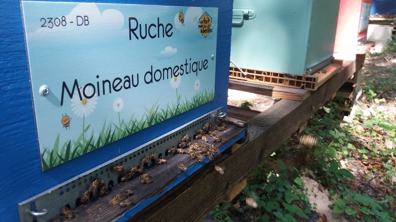 La ruche Moineau domestique