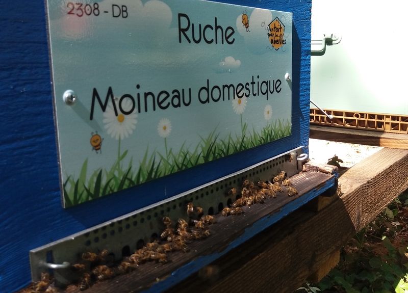 La ruche Moineau domestique