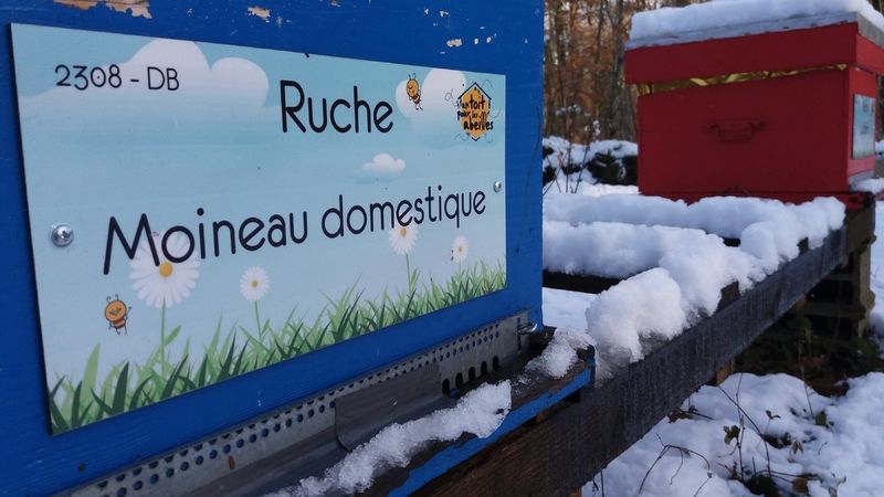 La ruche Moineau domestique