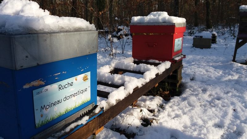 La ruche Moineau domestique