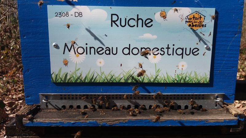 La ruche Moineau domestique