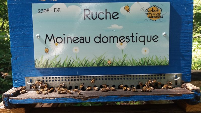 La ruche Moineau domestique