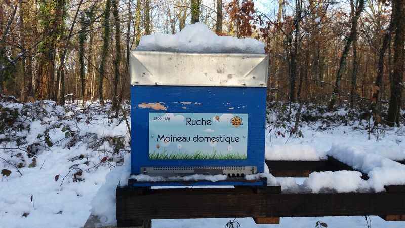 La ruche Moineau domestique