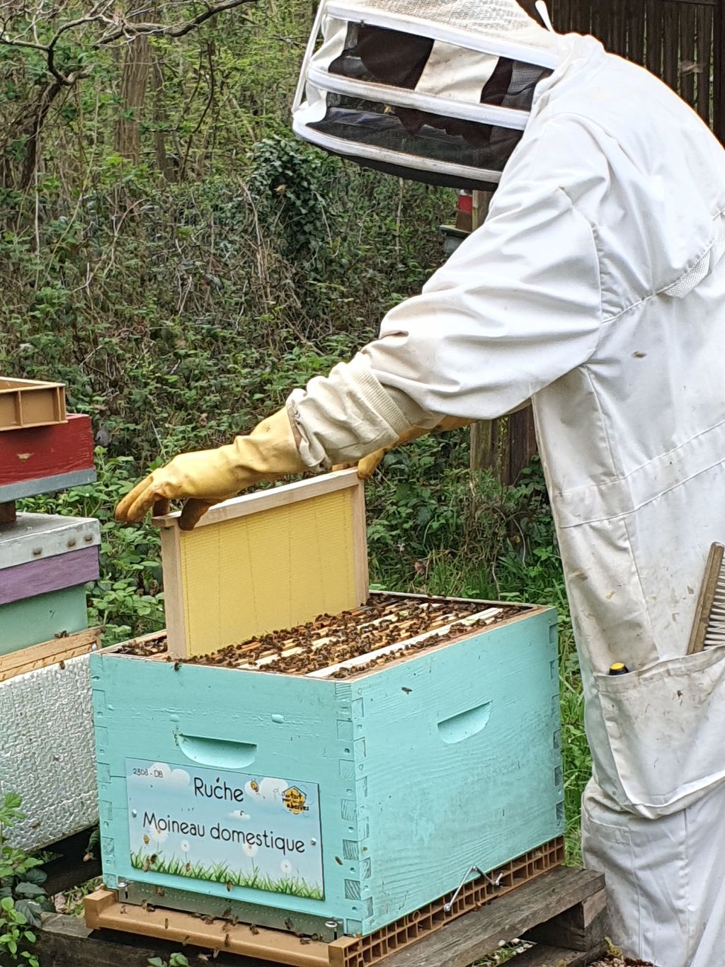 La ruche Moineau domestique