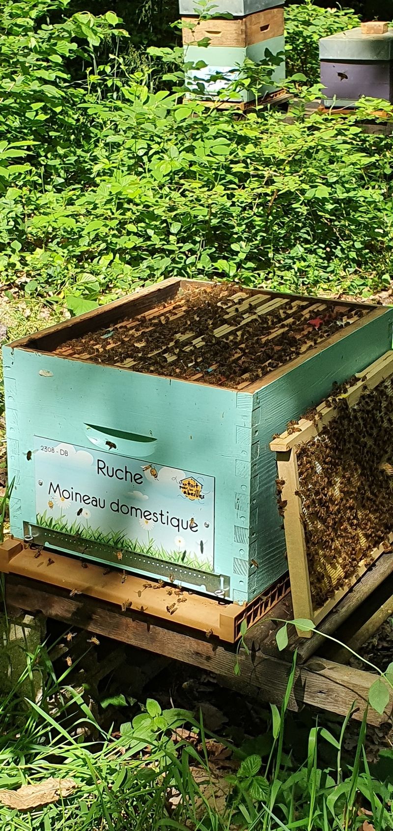 La ruche Moineau domestique