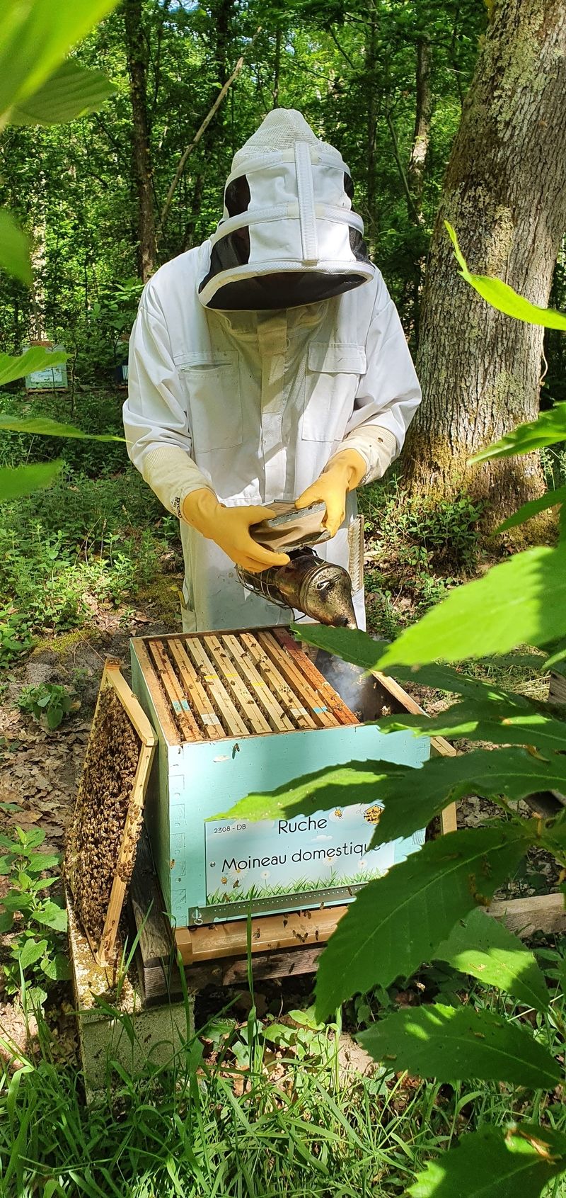 La ruche Moineau domestique