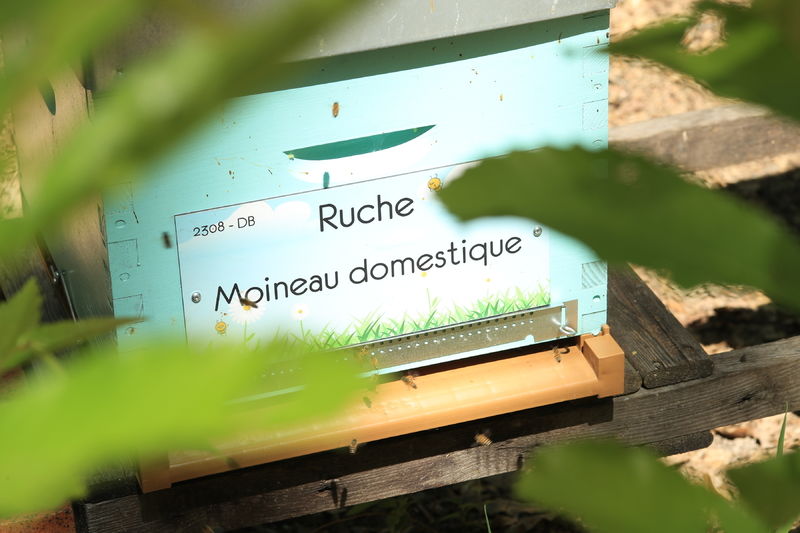 La ruche Moineau domestique