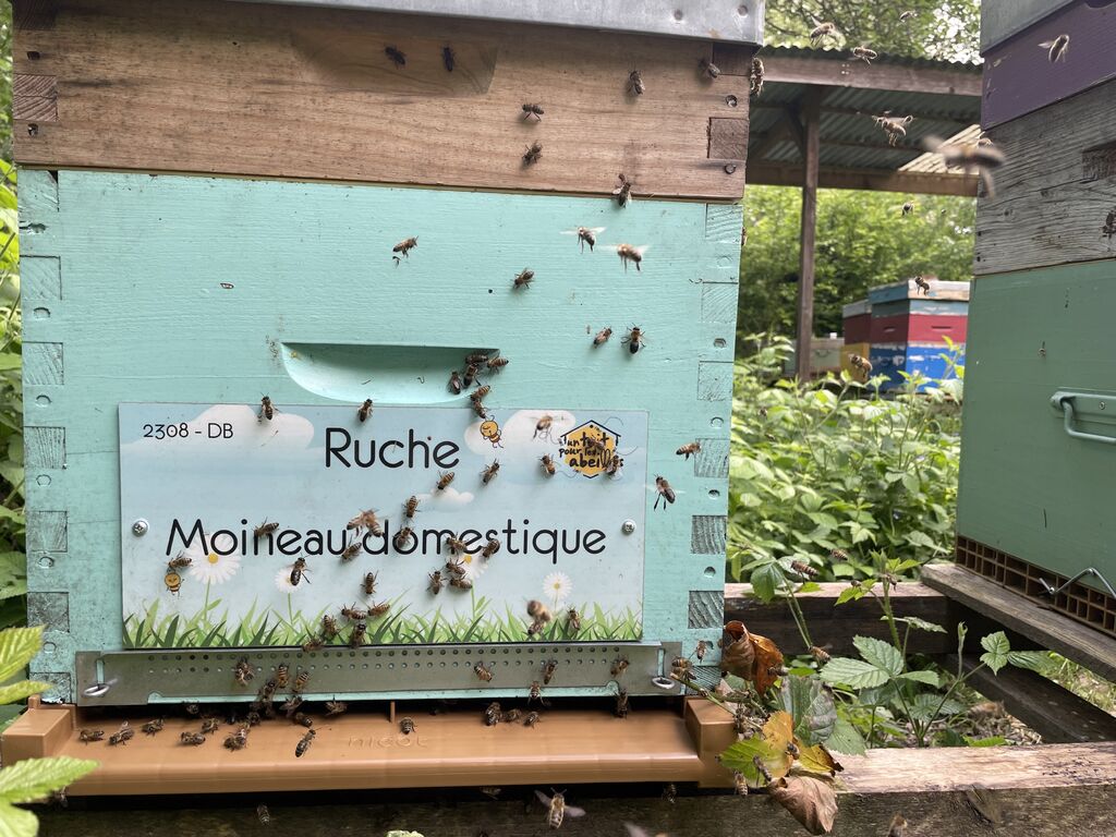 La ruche Moineau domestique