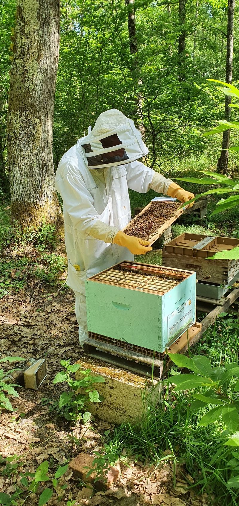 La ruche Moineau domestique