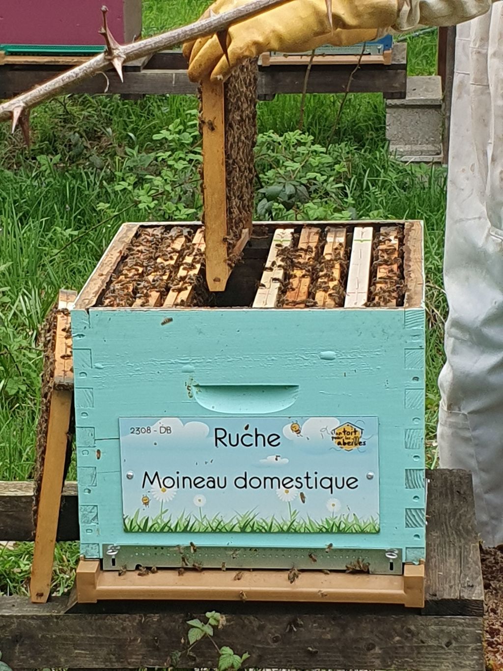 La ruche Moineau domestique