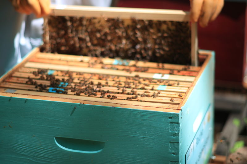 La ruche Moineau domestique