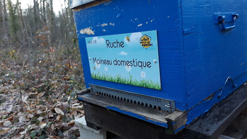 La ruche Moineau domestique