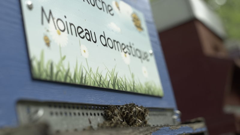 La ruche Moineau domestique