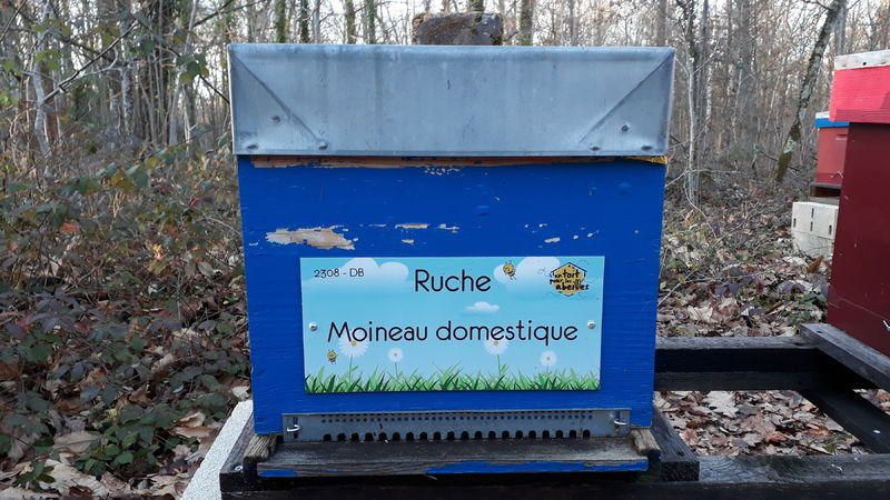 La ruche Moineau domestique