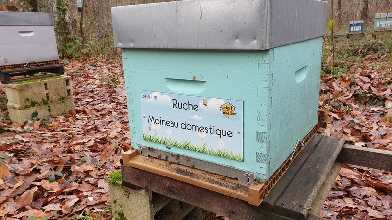 La ruche Moineau domestique