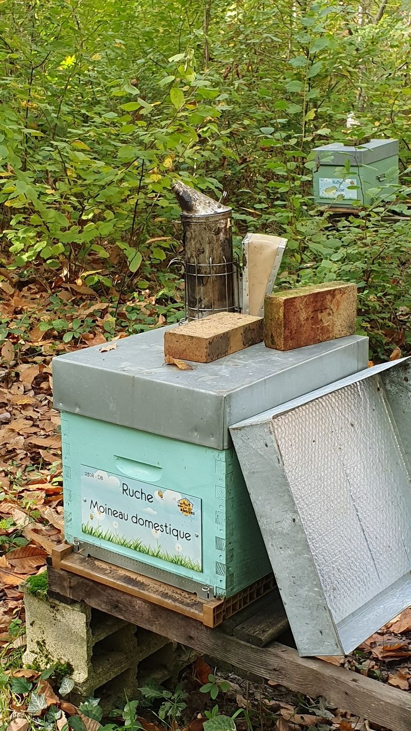 La ruche Moineau domestique