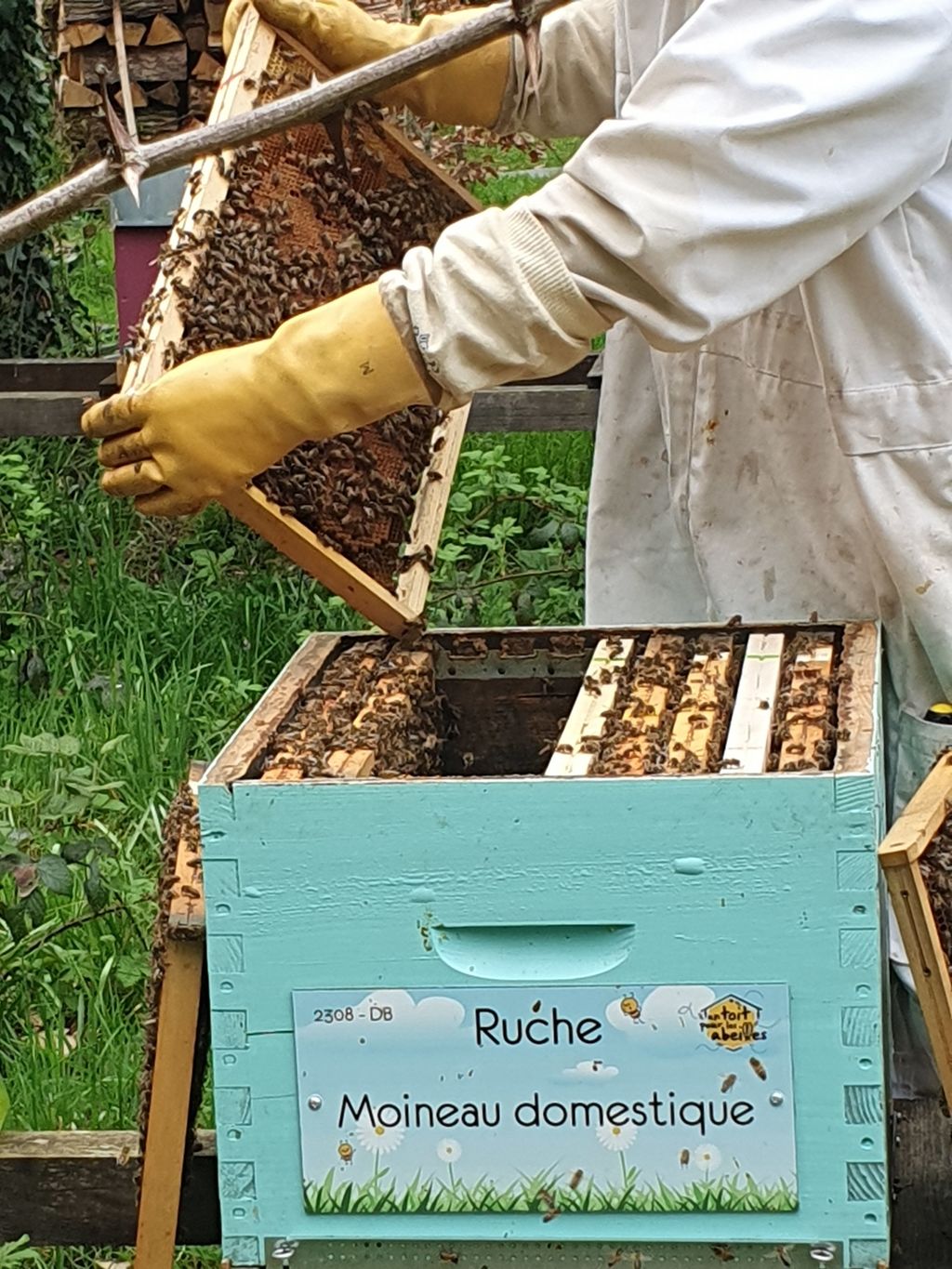 La ruche Moineau domestique