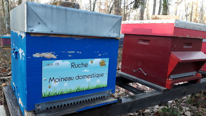 La ruche Moineau domestique