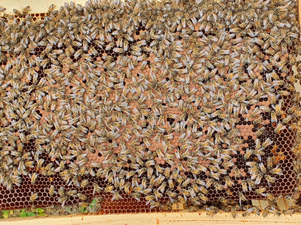 La ruche Moineau domestique