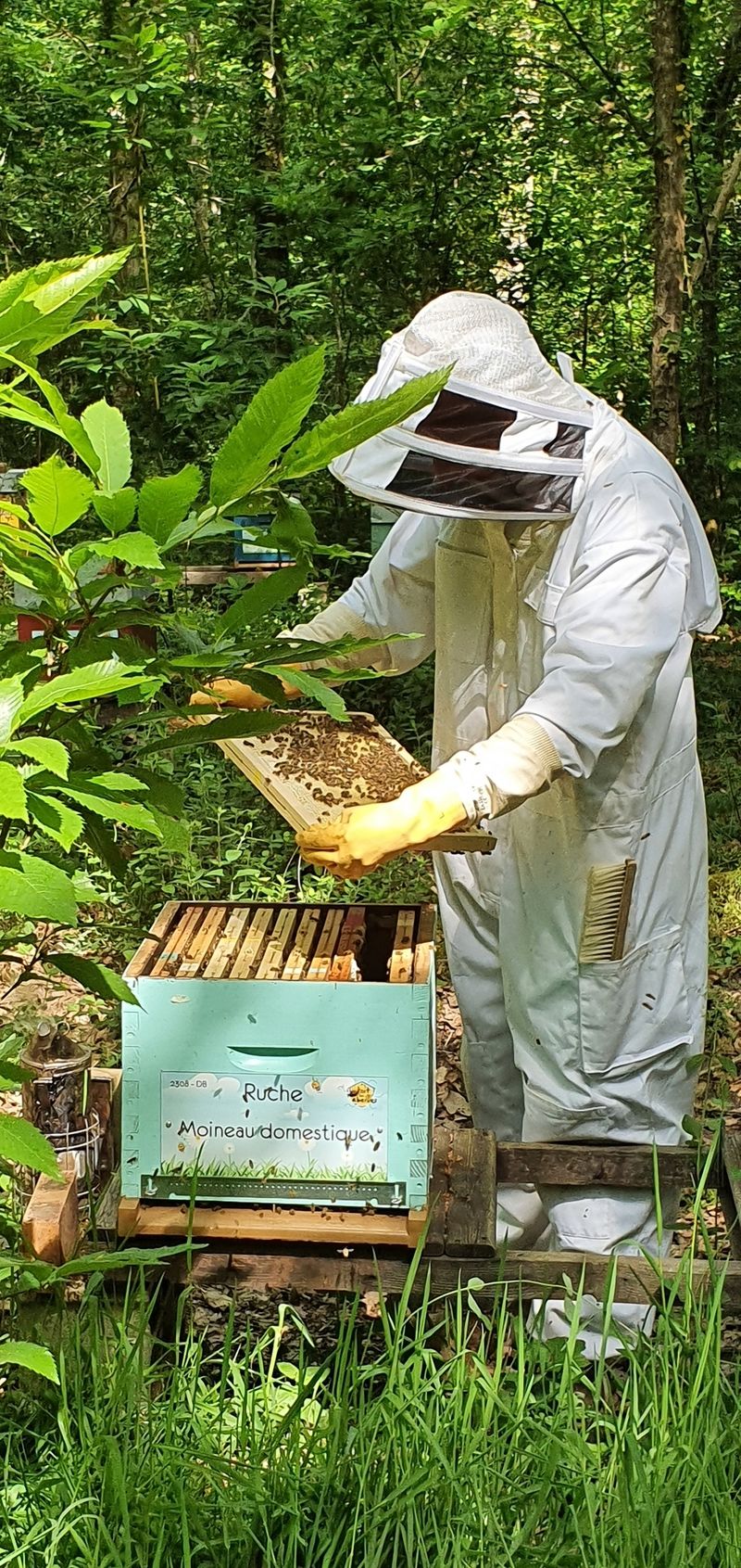 La ruche Moineau domestique