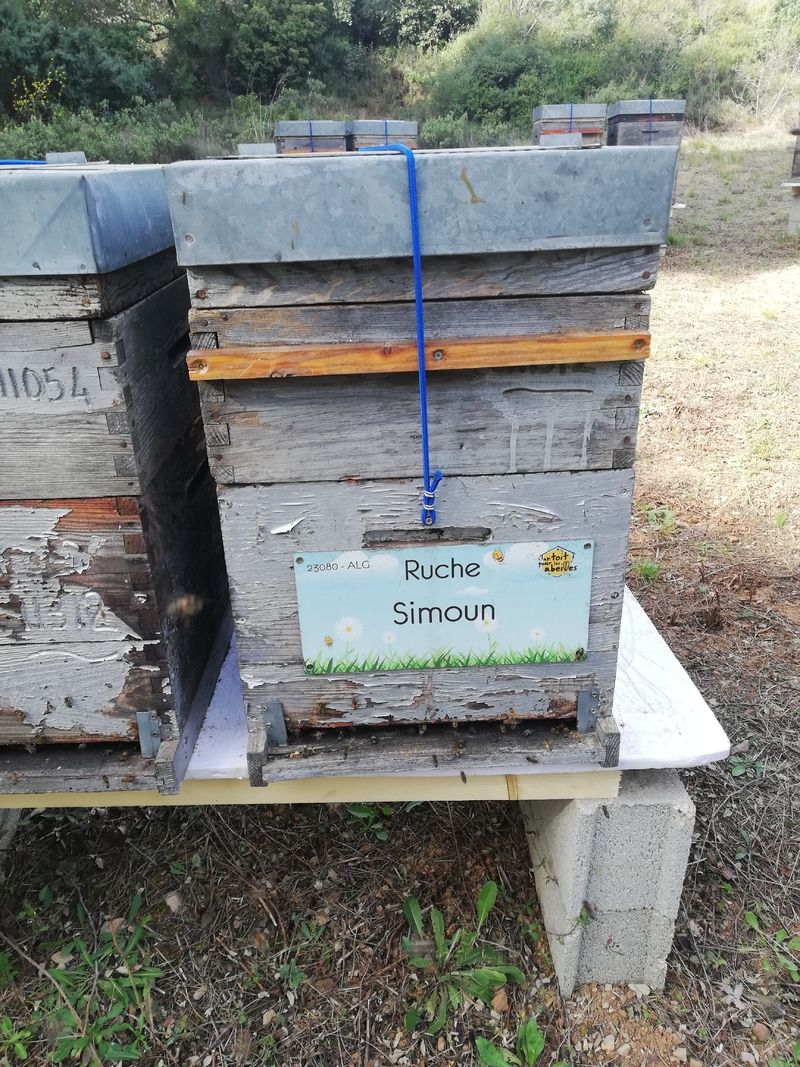 La ruche Simoun