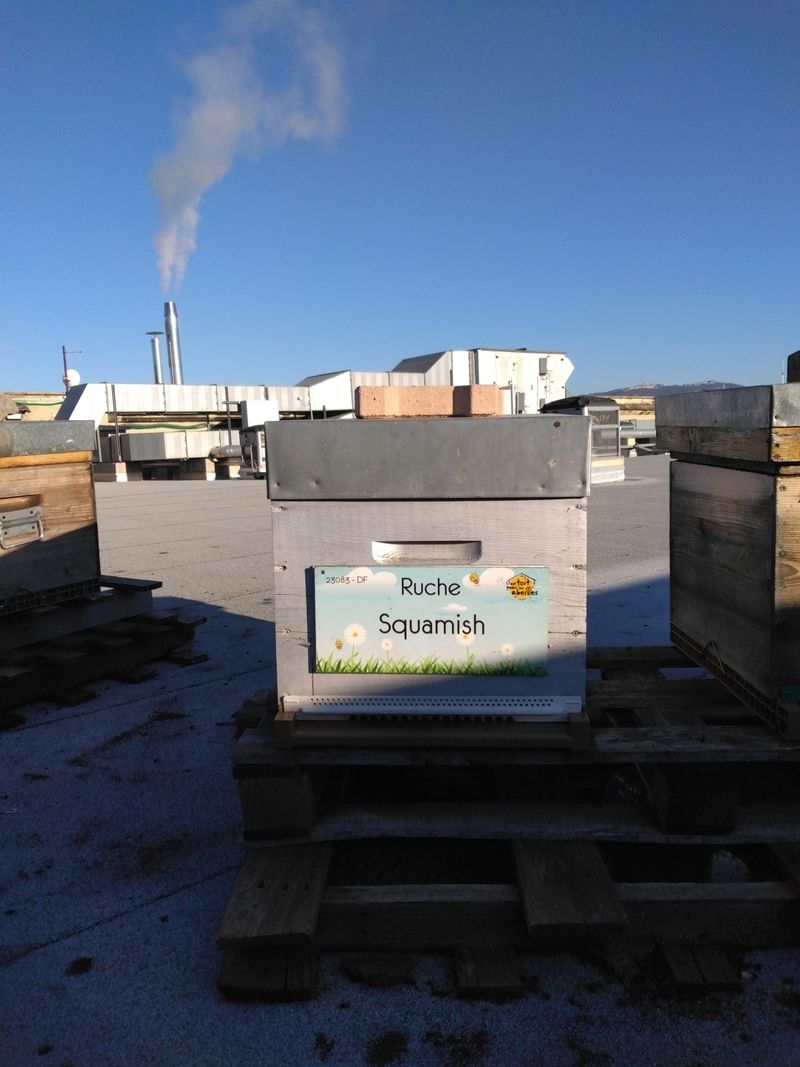 La ruche Squamish