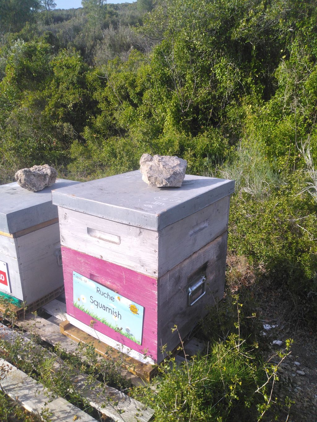 La ruche Squamish