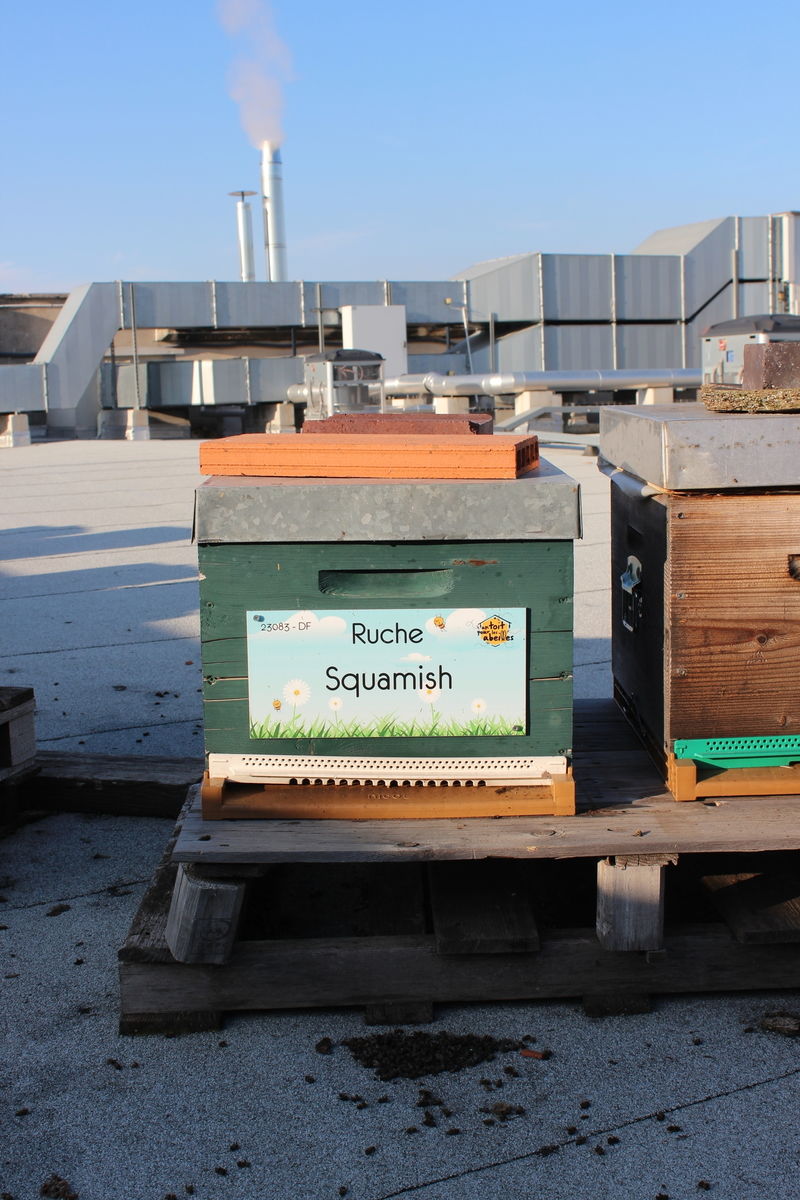 La ruche Squamish
