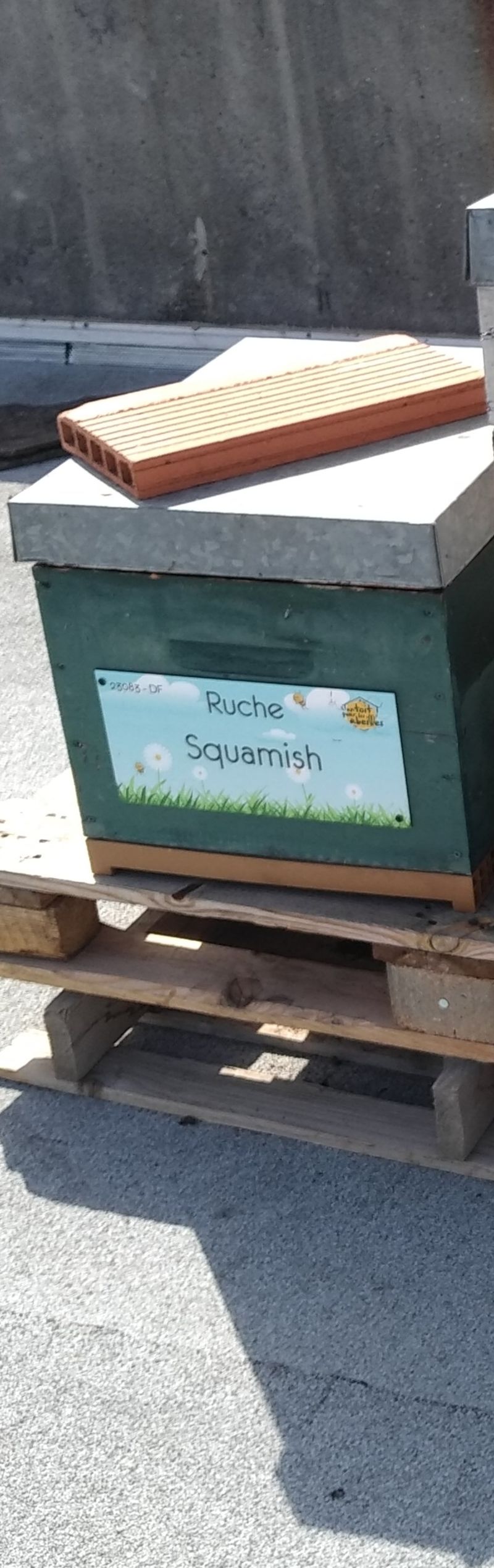 La ruche Squamish