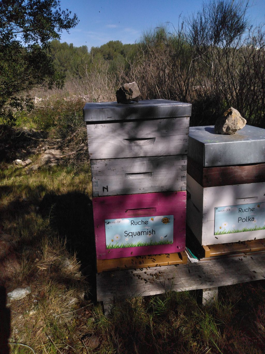 La ruche Squamish