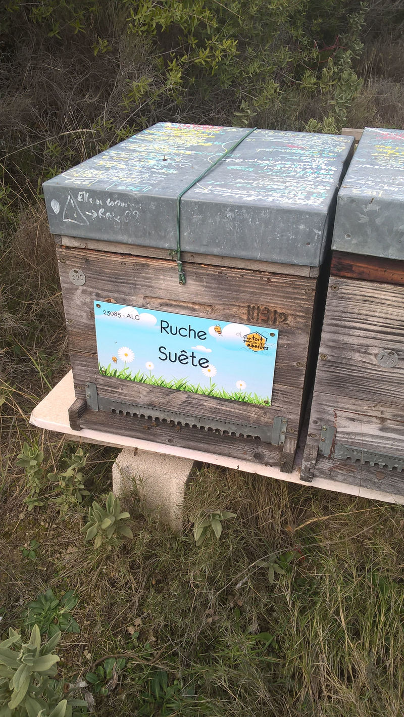 La ruche Suête