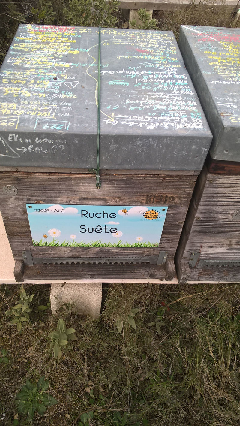 La ruche Suête