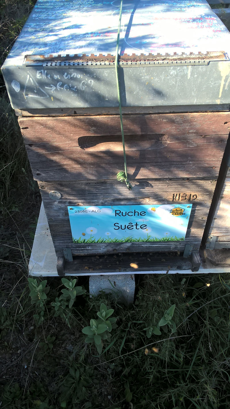La ruche Suête
