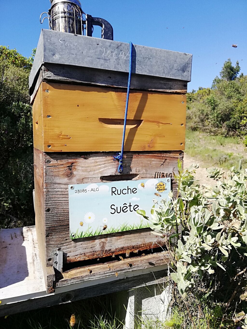 La ruche Suête